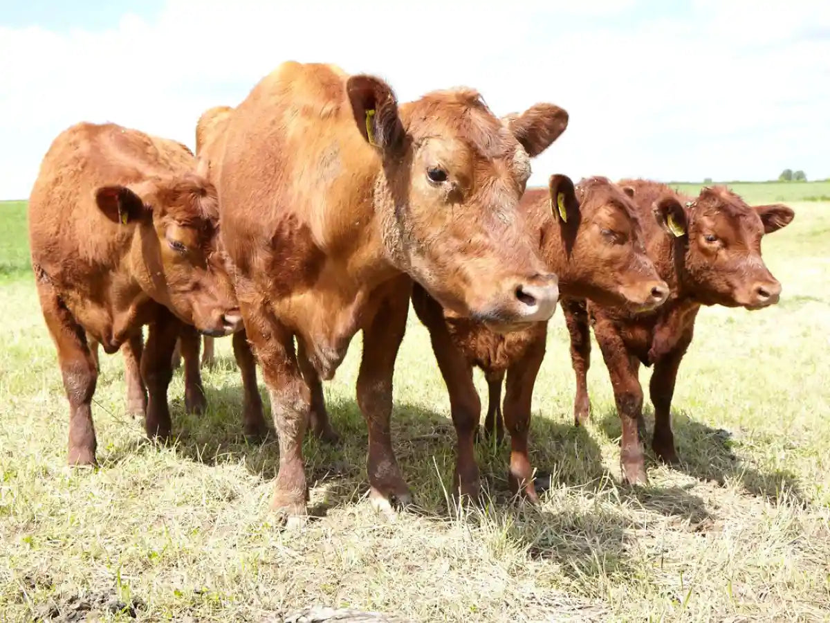 burgstaedter-angus-rinder